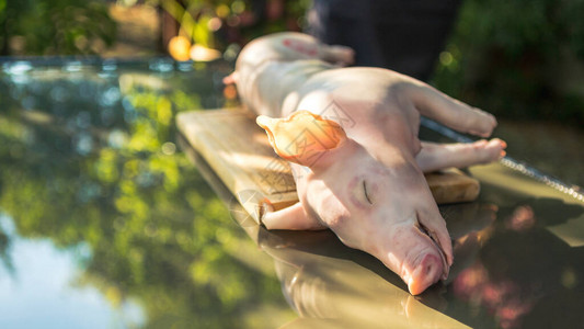 在花园房子里准备整只烤猪来烧烤假期的猪肉家庭烹饪关闭烤在唾液上的小猪图片