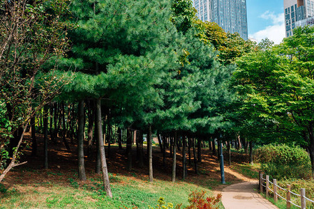 韩国仁川松岛中央公园绿树路图片