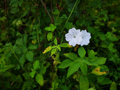 野生白色牵牛花的灌木丛图片