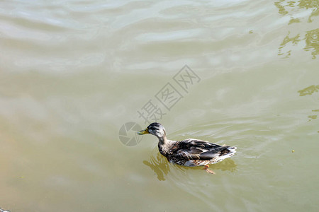 湖上的野鸭自然图片