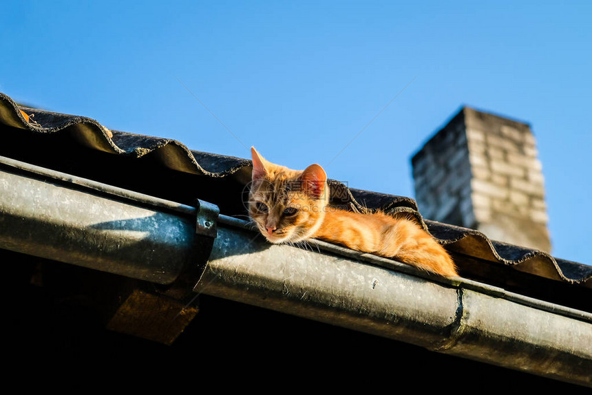 一只美丽的姜猫坐在屋顶上在夏图片