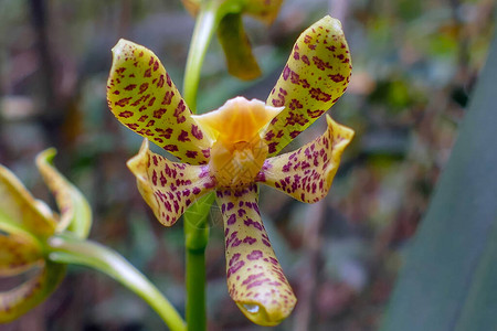 Calceolaris是家族兰花黄花的一种物图片