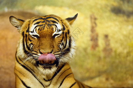 马拉扬老虎PantheratigrisJacksoni图片