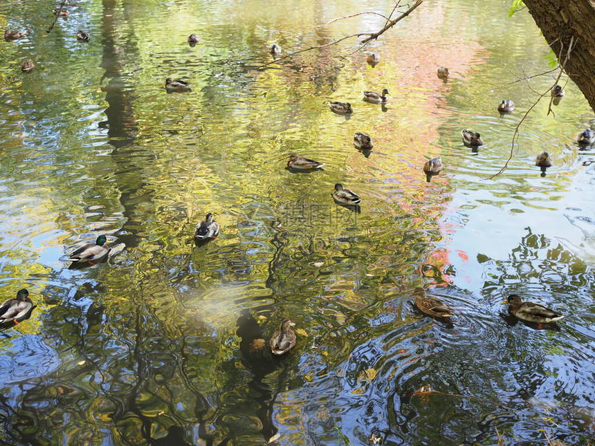 秋天的城市公园秋天的公园鸭子在池塘里游泳公园里明亮的秋天树木图片