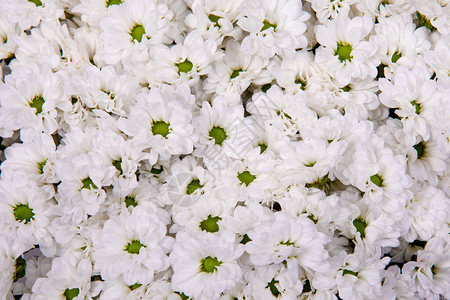 白色菊花背景纹理图片