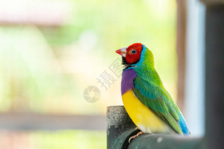 美丽的多色Gouldian雀鸟图片