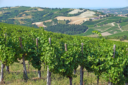 OltrepoPavese的葡萄园葡萄酒产区巴达图片
