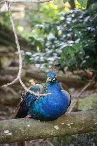 一只蓝色孔雀在偶氮动物园树枝上休息的孤立照片高清图片