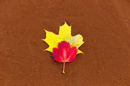 秋天的树叶躺在棕色的背景上从上面查看红色和黄色的叶子秋季主题极简主义图片