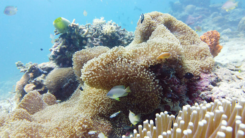 珊瑚花园海景和海底世界五颜六色的热带珊瑚礁生命珊瑚礁图片