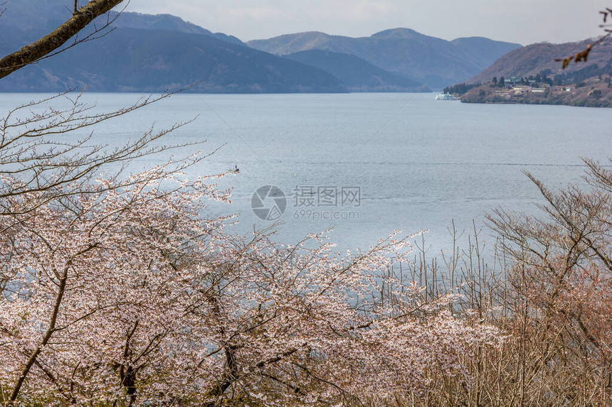 樱花和芦之湖箱根日本图片