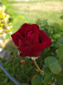 红玫瑰芽在阳图片