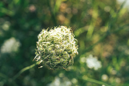 夏天在草原上野生大布洛克的白色野胡萝卜花设计时自然图片