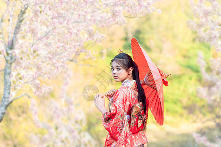 日本穿着传统的日本和服与樱花图片
