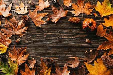 秋天背景由红树叶锥形和橡图片