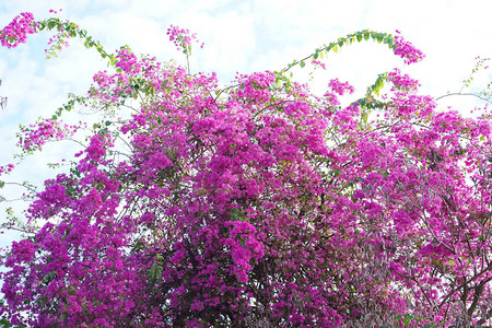 粉红色布干维尔花朵盛图片