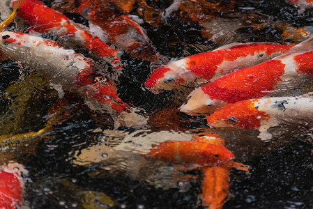 鱼池里五颜六色的锦鲤小龙虾图片