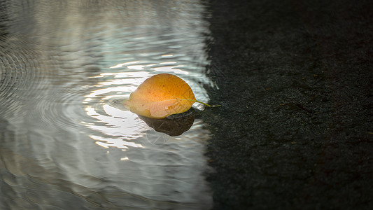 漂浮雨水秋天雨后叶子静物特写背景