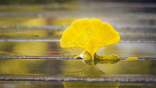 秋雨后银杏叶子特写高清图片