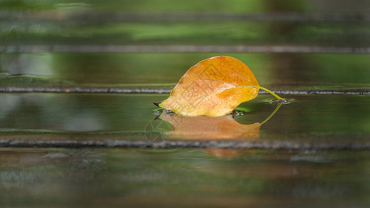 秋季的绿色叶子秋天雨后落叶倒影特写背景