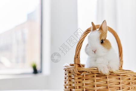 竹篮里的可爱兔子背景图片