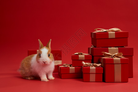 圣诞全民狂欢可爱兔子和新年红色礼盒背景