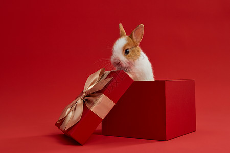 圣诞派礼新年礼盒里的小兔子背景