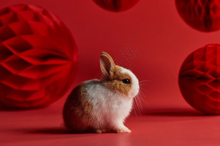 兔子新年装饰背景图片
