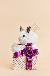 站在礼物盒上的可爱小兔子背景图片