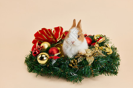 圣诞兔子形象背景图片