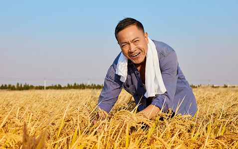 秋季农民稻田里收割水稻形象爷爷高清图片素材
