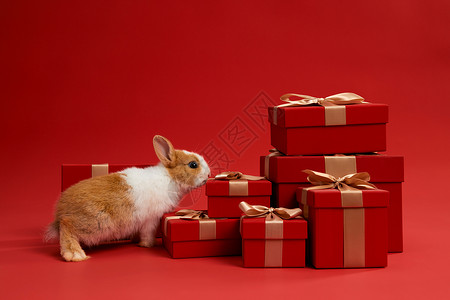 可爱小兔子和新年红色礼盒背景图片
