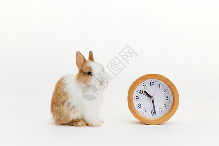 可爱小兔子与时钟背景图片