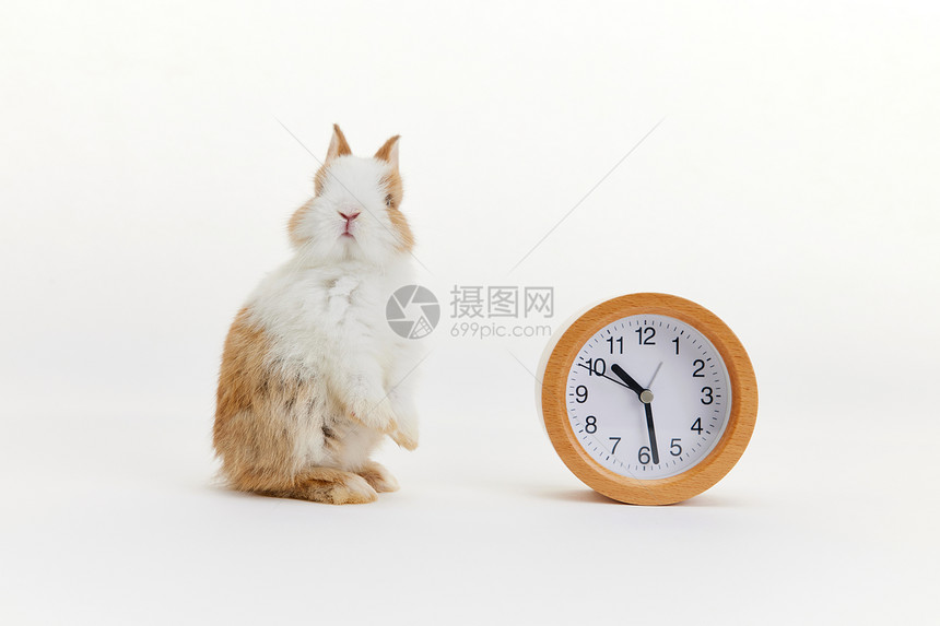 闹钟与可爱的小兔子图片