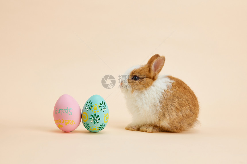 复活节彩蛋和小兔子图片