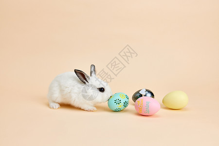 与小兔子相处可爱小兔子与复活节彩蛋背景