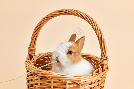 竹篮里的可爱兔子吃干草图片