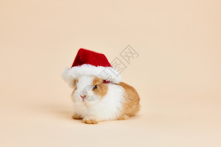 可爱的小兔子带圣诞帽背景图片
