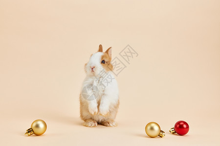 圣诞彩球与小兔子背景图片