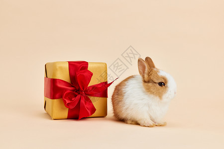 小兔子与礼物盒背景图片