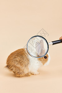 放大镜前的小兔子背景图片