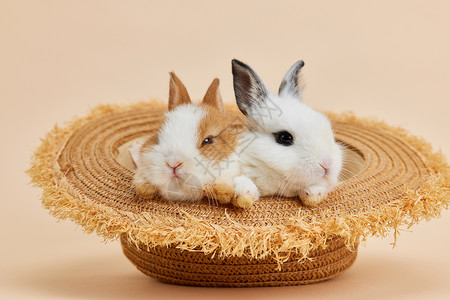 草帽里的可爱兔子背景图片