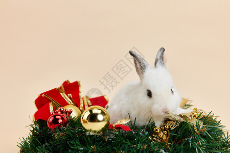 圣诞可爱兔子形象背景图片