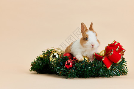 可爱圣诞小兔子形象背景图片