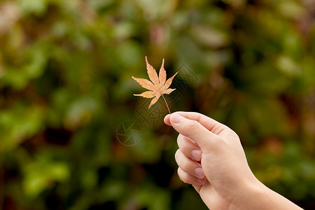 手拿秋日落叶特写图片