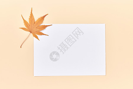秋季落叶留白标本背景图片