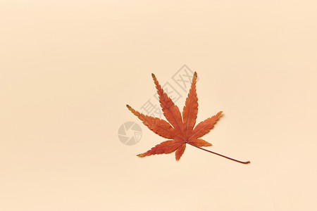 PS框架素材秋季落叶标本留白背景背景