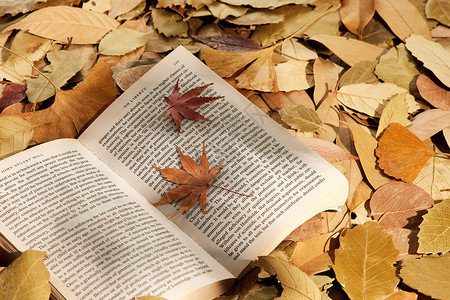 躺在枫叶上读书秋季落叶与书本背景