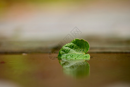 秋天雨后落叶倒影图片