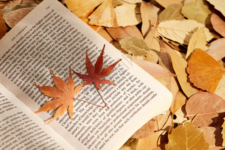 躺在枫叶上读书秋季落叶与书本背景
